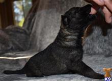 german shepherd puppy posted by Yosemite _Shepherds